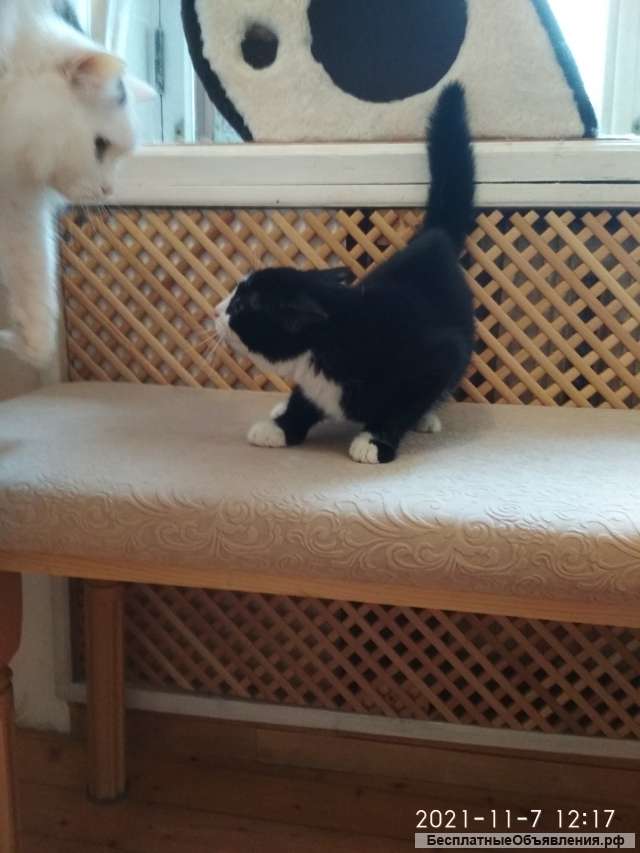 Котенок Том в добрые руки