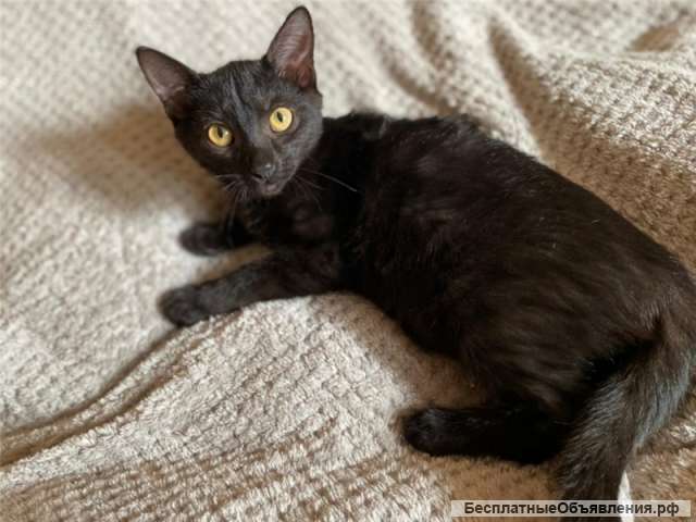 Брусника в поисках своего дома