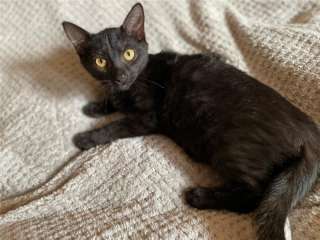 Брусника в поисках своего дома