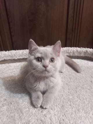 Британские котята