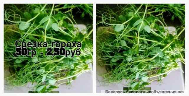 Микрозелень