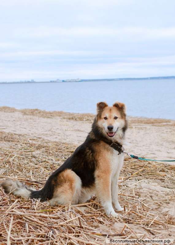 Отдаётся душевная собака Джек в надёжные руки