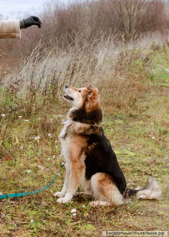 Отдаётся душевная собака Джек в надёжные руки