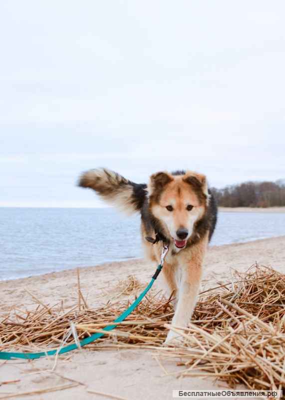 Отдаётся душевная собака Джек в надёжные руки