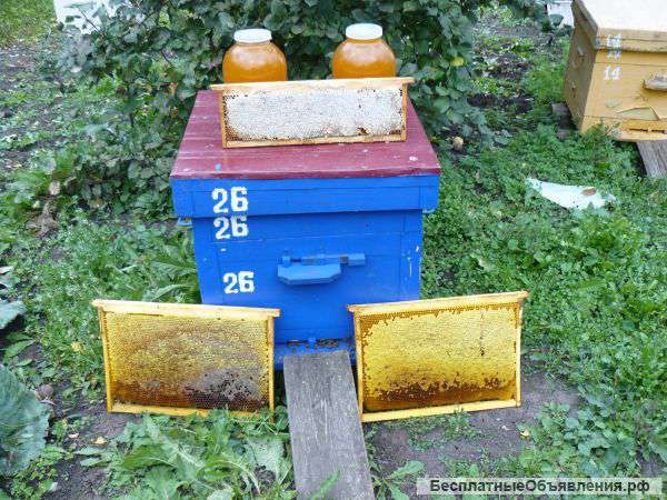 Сотовый и центробежный мёд с Мордовии