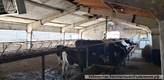 Ferma sotiladi Продаётся ферма