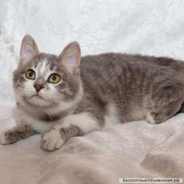 В добрые руки котята подростки