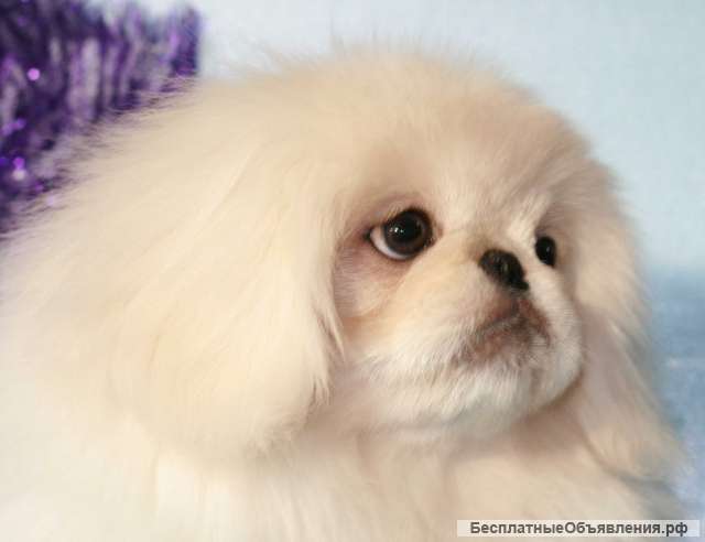 Пекинес мальчик Лёва