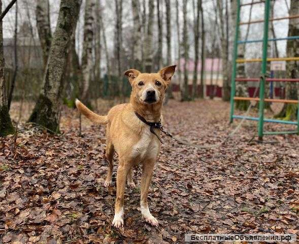 Рыжая красотка Рози в добрые руки