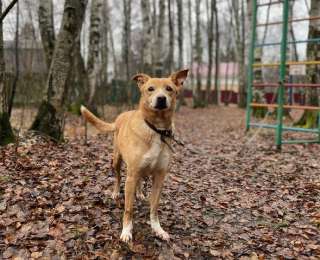 Рыжая красотка Рози в добрые руки