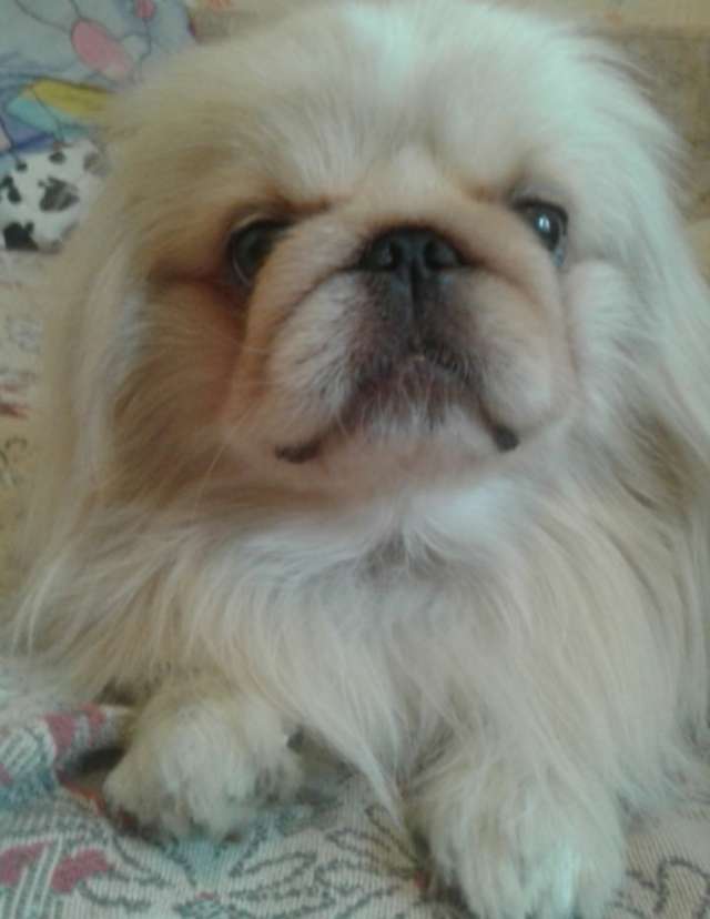 Щенок пекинеса