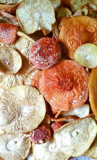 Мухомор сушеный