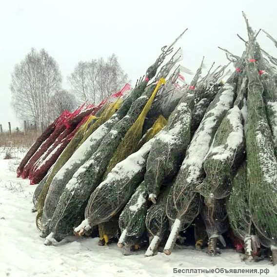 Ёлку сибирскую