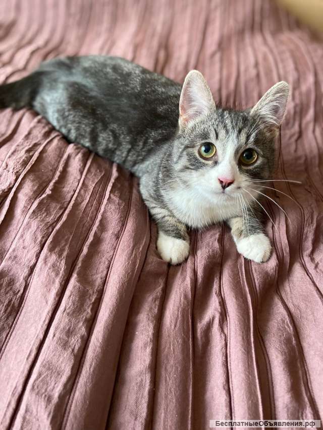 Замечательный котенок