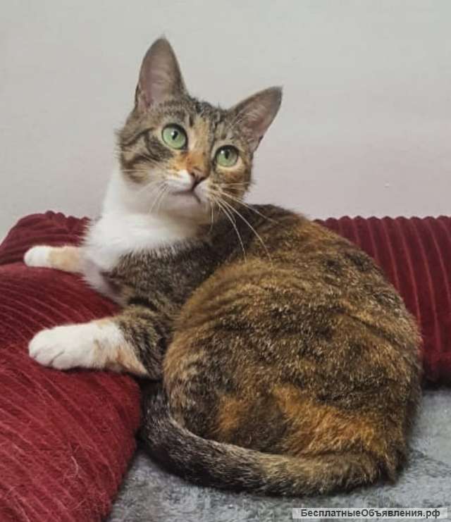 Кокетка Алиса кошка даром