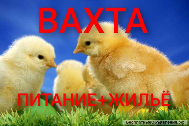 Работа вахтой 15/30/45, изготовление полуфабрикатов на птицефабрику, без опыта, питание, проживание