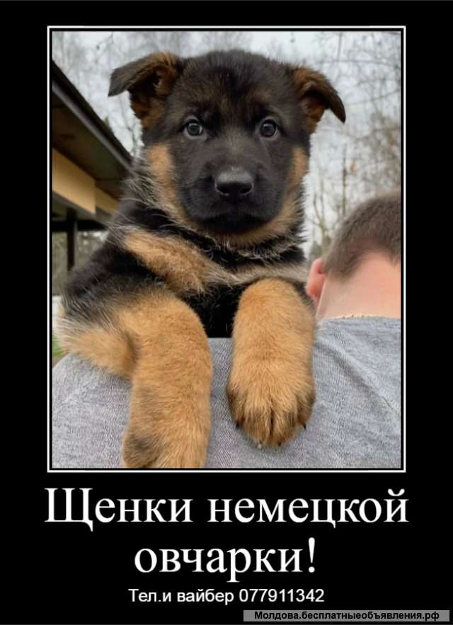 Щенки немецкой овчарки рабочих кровей
