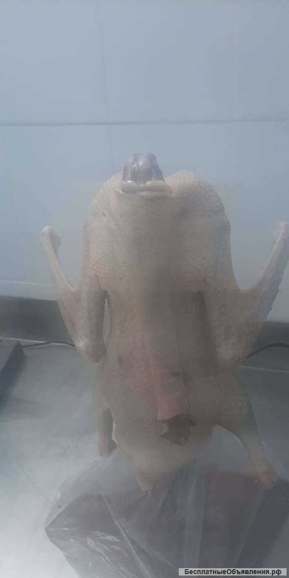 Фермерские гуси оптом