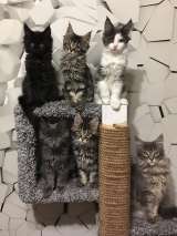 Котята мейн-кун