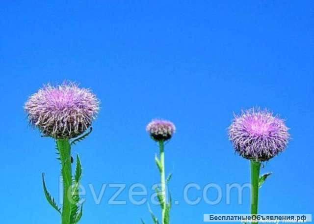 Левзея-порошок с экдистероном 50 гр