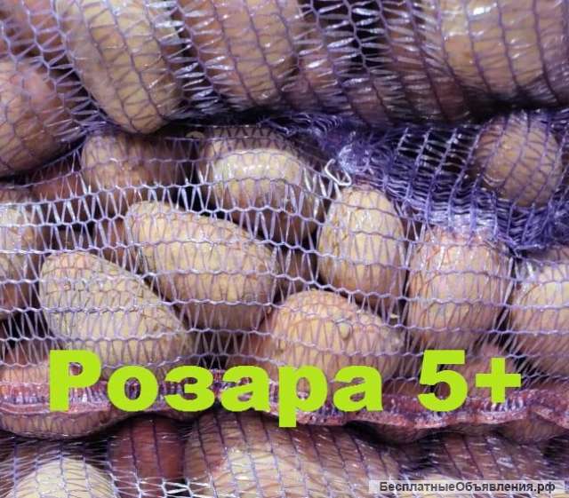 Картофель оптом 5