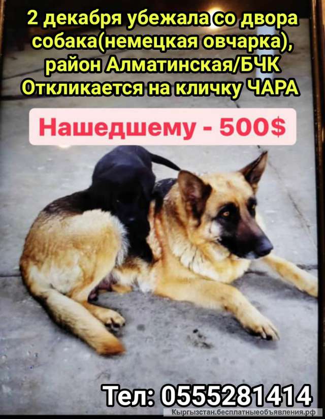 Пропала собака, немецкая овчарка. Нашедшему 500$