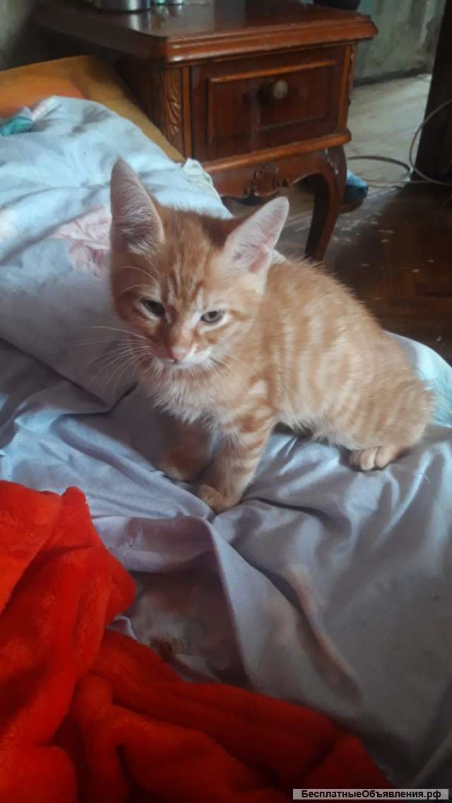 Котята мейн-кун