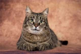 Чудесный котик Кузенька ищет семью