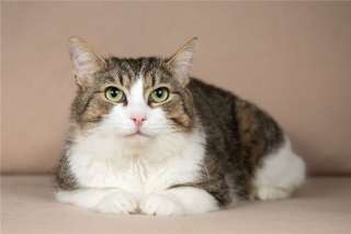 Шикарный Котик в добрые руки