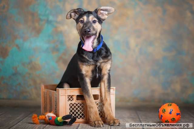 Знакомьтесь щенок-подросток БРЮСС 4,5 мес. ищет дом