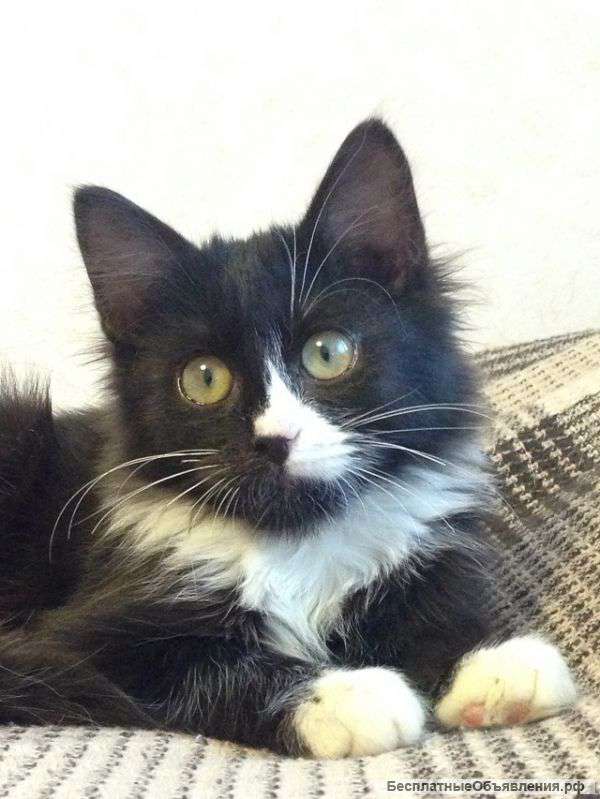 Ищем добрые руки для чудесного котика