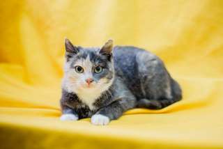 Кошечка Лапушка