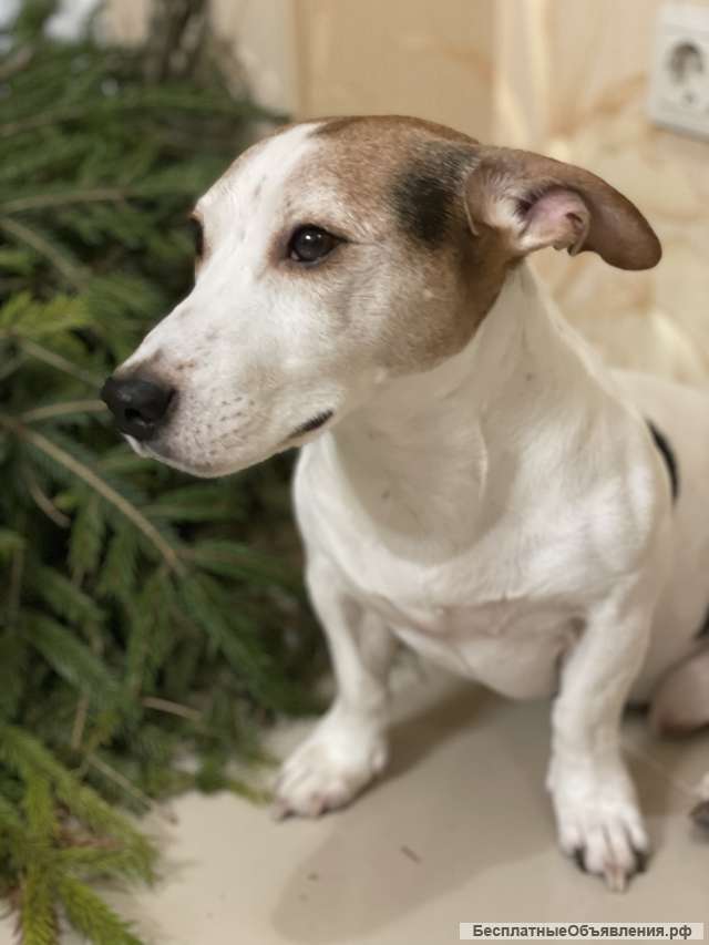 Отдам собаку