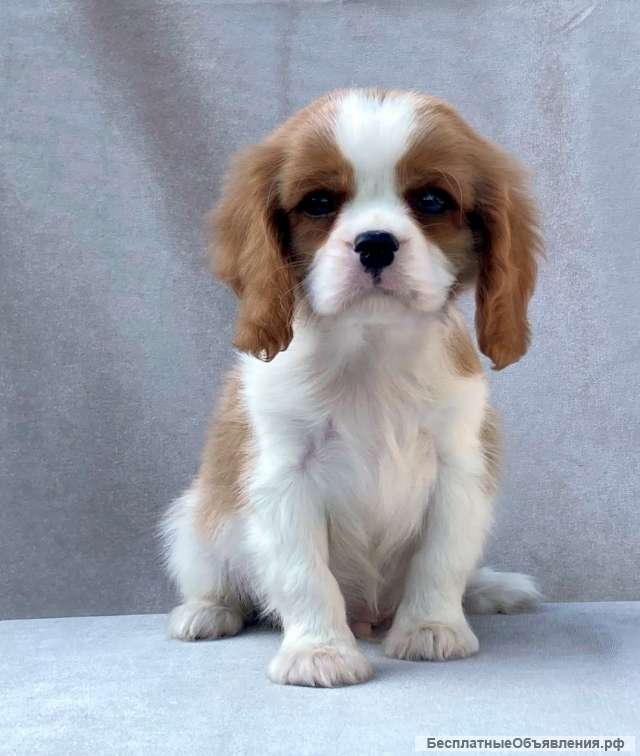 Кавалер кинг чарльз спаниель мальчик