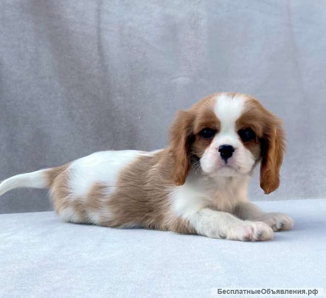 Кавалер кинг чарльз спаниель мальчик