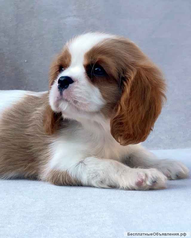 Кавалер кинг чарльз спаниель мальчик