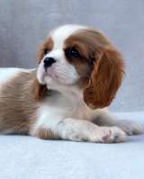 Кавалер кинг чарльз спаниель мальчик