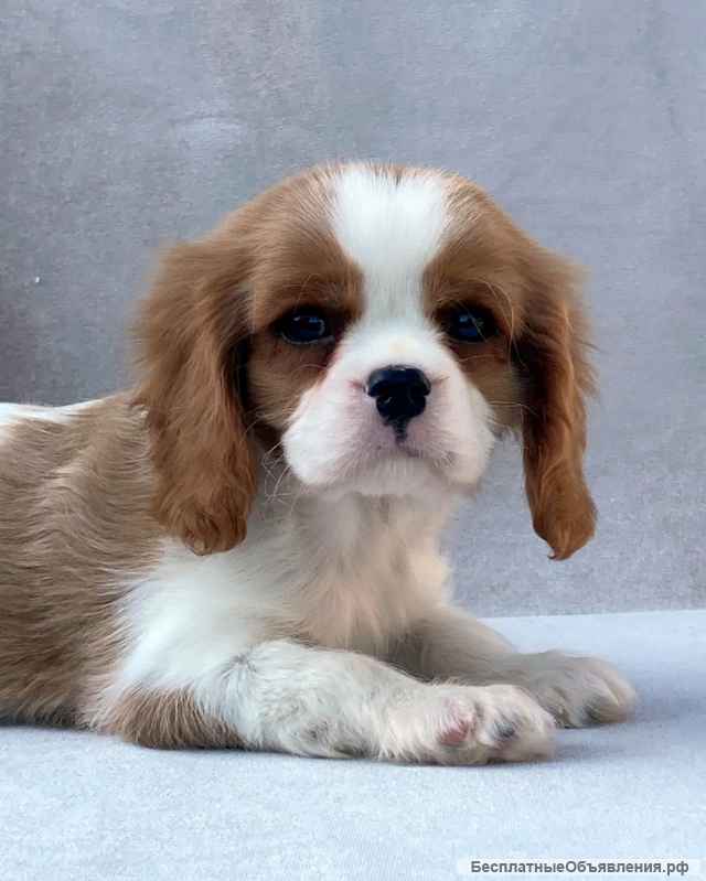 Кавалер кинг чарльз спаниель мальчик