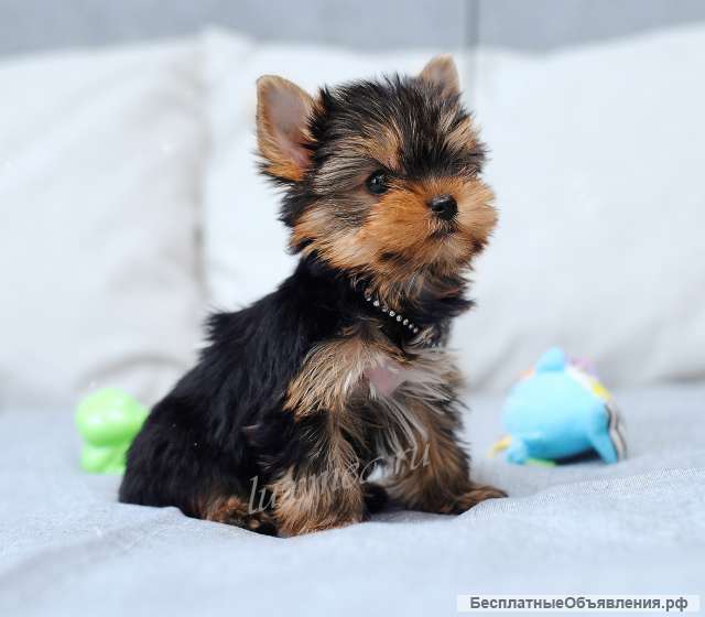 Отдам щенка йорка