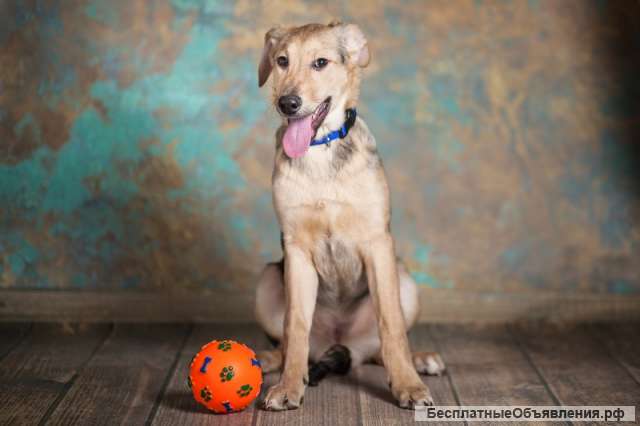 Знакомьтесь щенок-подросток ШОН 4,5 мес. ищет дом