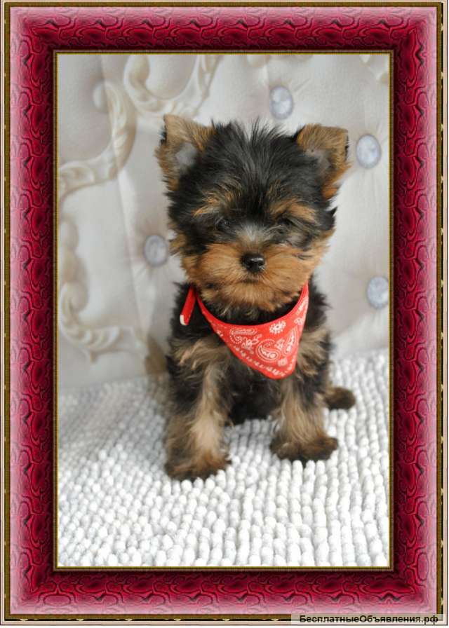 Йорка девочка