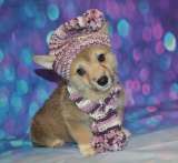 Вельш Корги Пемброка щенки