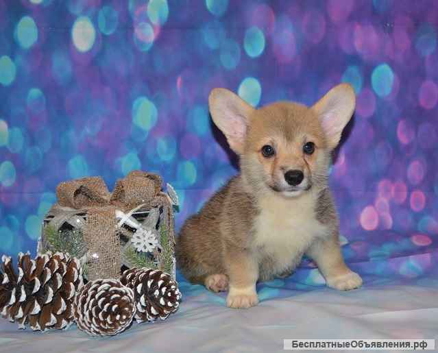 Вельш Корги Пемброка щенки