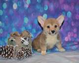 Вельш Корги Пемброка щенки