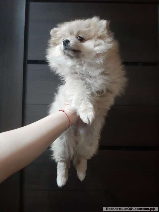 Шпиц