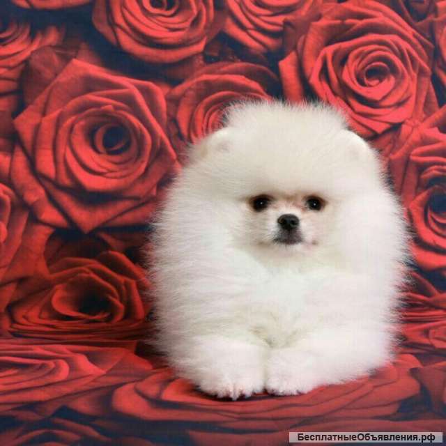 Шпицы белого окраса мини