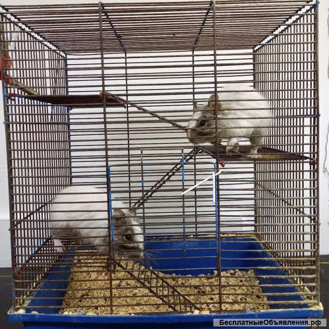 Пара чилийских белок