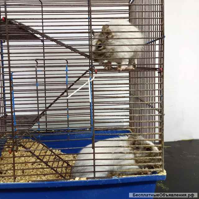 Пара чилийских белок