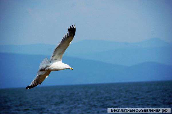 Дом на Азовском море дешево