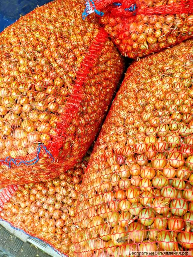 Лук Севок всех фракций